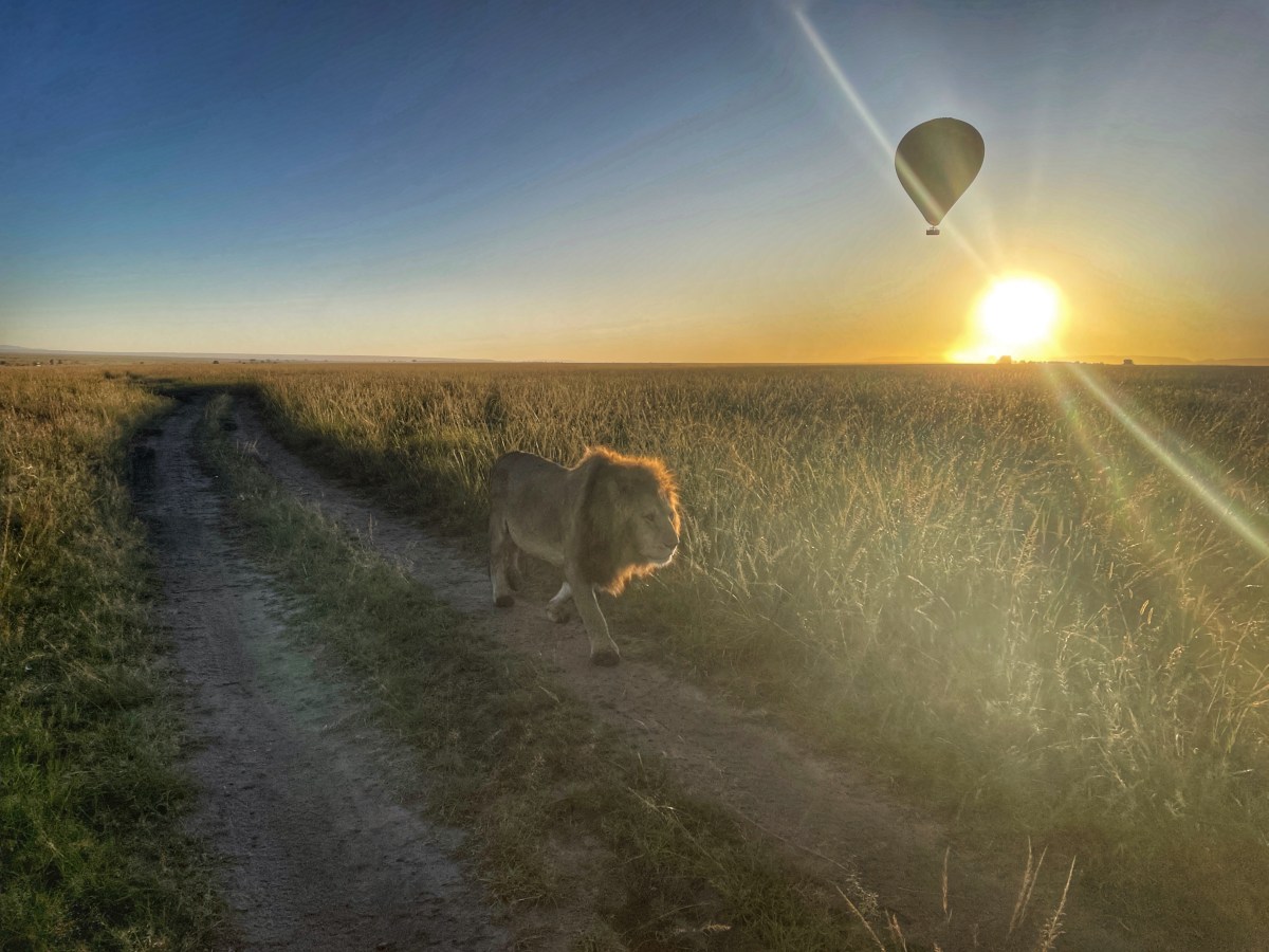 Maasai Mara, leones en estado&nbsp;puro