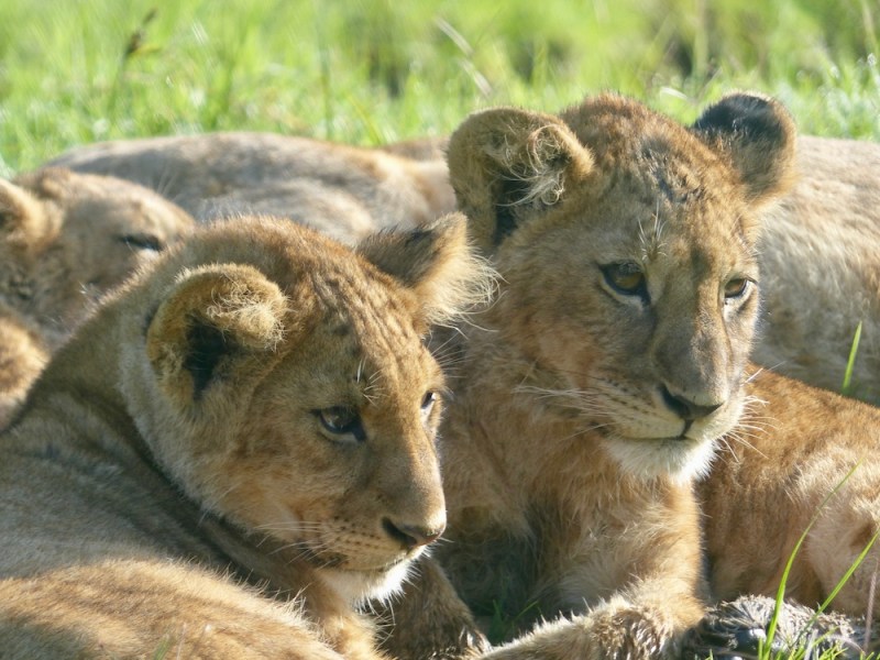 De safaris en&nbsp;Tanzania