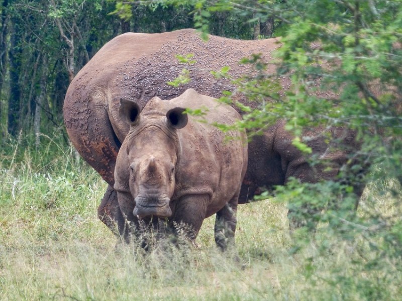 Visita rápida a un pequeño gran país:&nbsp;Eswatini
