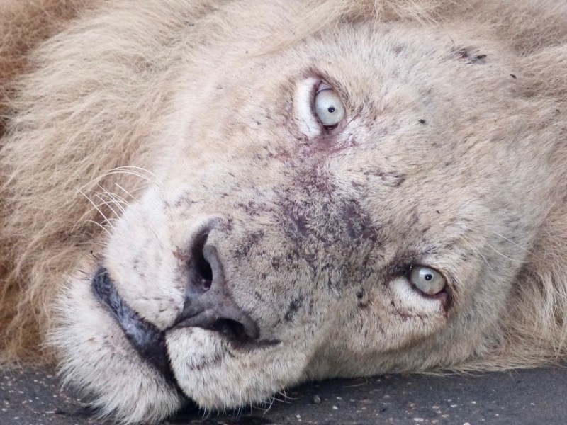 Safari en el Parque Nacional de&nbsp;Kruger