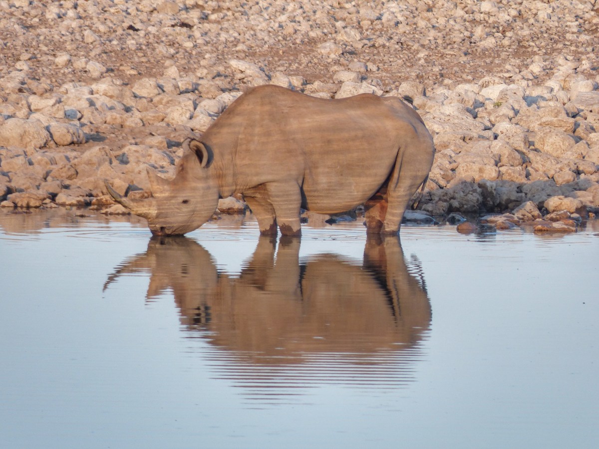 Parque Nacional de&nbsp;Etosha