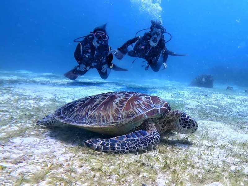 Buceando con tortugas en&nbsp;Bohol