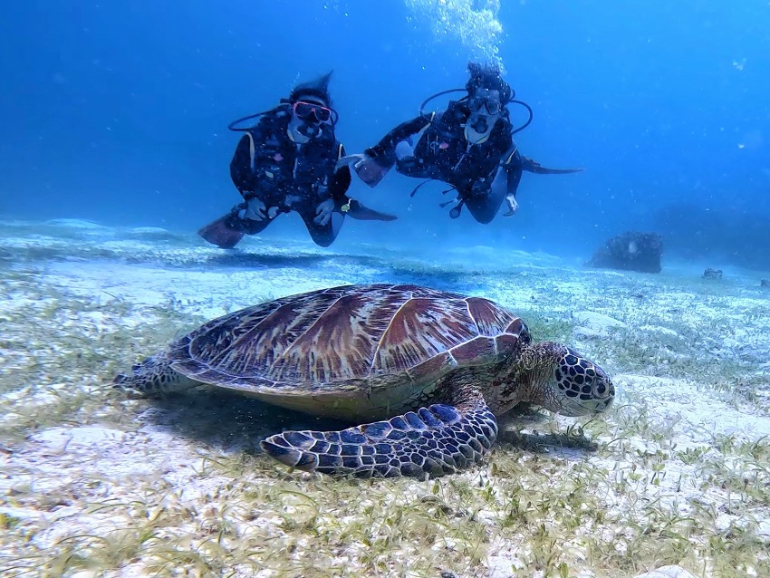 Buceando con tortugas en Bohol