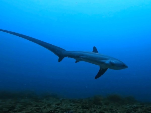 Malapascua y su tiburón&nbsp;Zorro