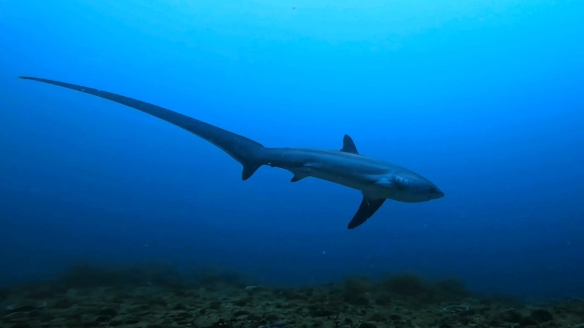 Malapascua y su tiburón Zorro