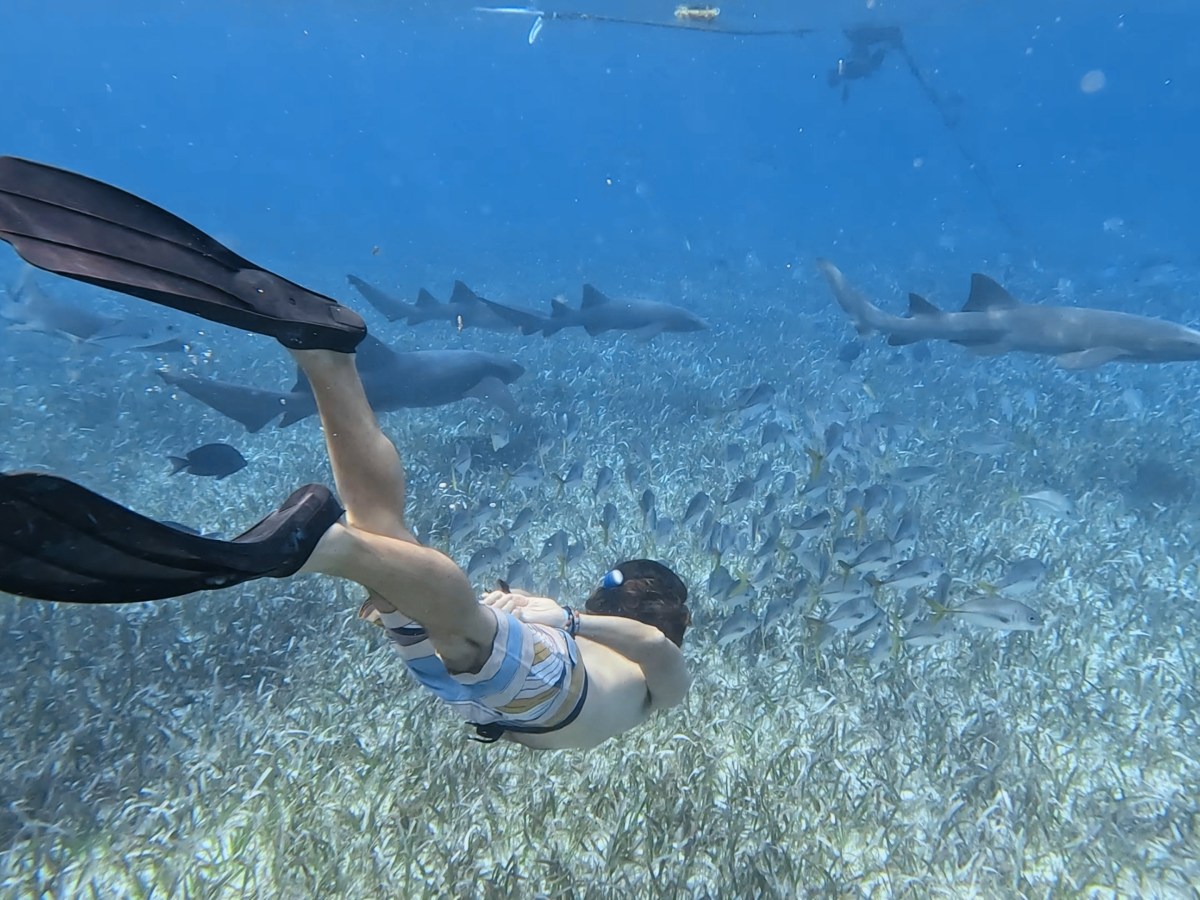 «GO SLOW» en cayo&nbsp;Caulker