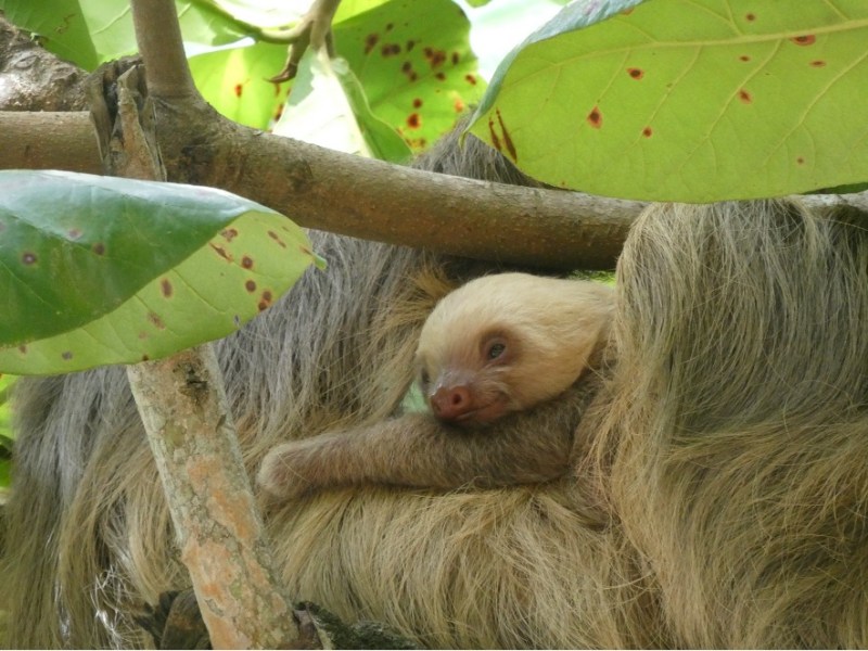 Naturaleza y playas salvajes en la costa este de Costa&nbsp;Rica