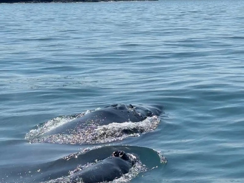 Ballenas jorobadas e islas paradisíacas en Boca&nbsp;Chica